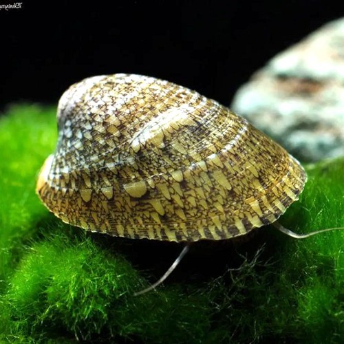 Septaria porcellana
